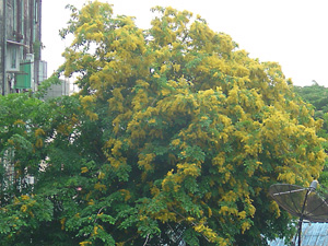 ミャンマーの花、パダウという黄色い花
