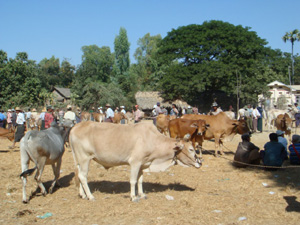 ベイタノーの遺跡のすぐ近くでは、牛の市が開かれていて、大きな牛は２５万ks（２５０００円）で売り買いされていた。