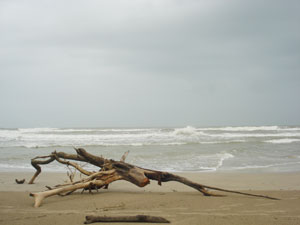 曇り空の下、荒れる波頭、浜辺のオブジェのような流木。