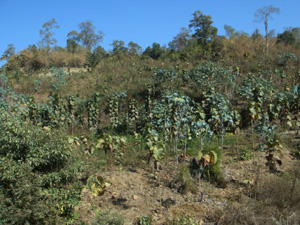 マグエ（マグエ管区）から山越えしてネーピゥ（マンダレー管区）に行く、山中　バイオエネルーギーに使われる植物（ジェッスーピン）が植えられていた。