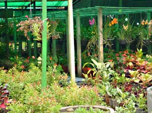 ミャンマーヤンゴンでの植物園