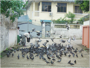 ミャンマーの小鳥は人々から餌を貰って暮らし。