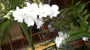 インレー湖のランの花ミャンマー旅行業協会（UMTA）の主催で欄の見本市をインレー湖