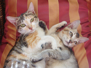 左がメス猫のミケ、右がオス猫のカプ　本当はカプチーノとつけたものの長いので、もっぱらカプである。最近犬猫を飼う家も増えてきている。
